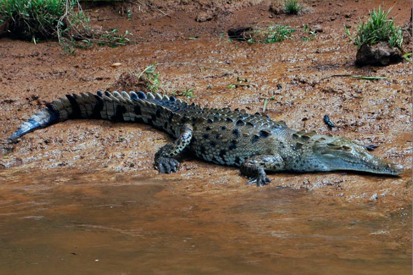 Caimanes en Costa Rica